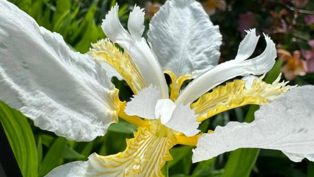 single white flower up close