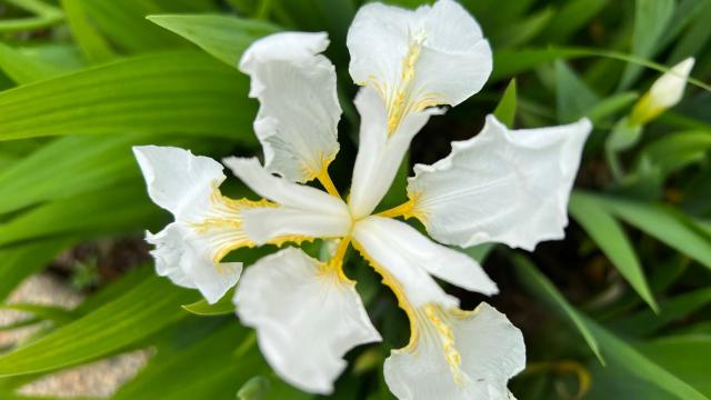 white flower up close