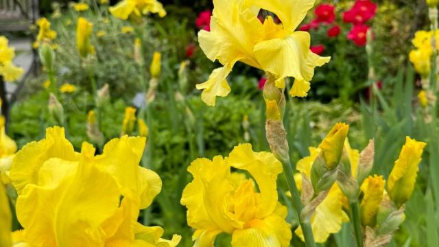 yellow flowers