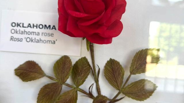 red paper flower with an Oklahoma label