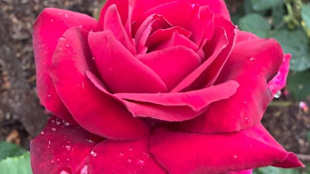 single red flower