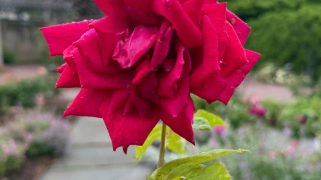 single red flower