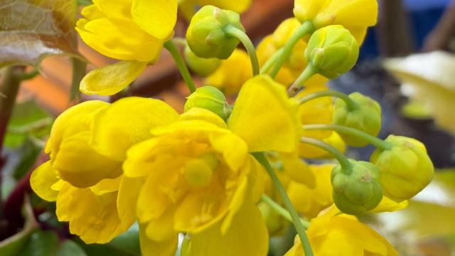 yellow flowers