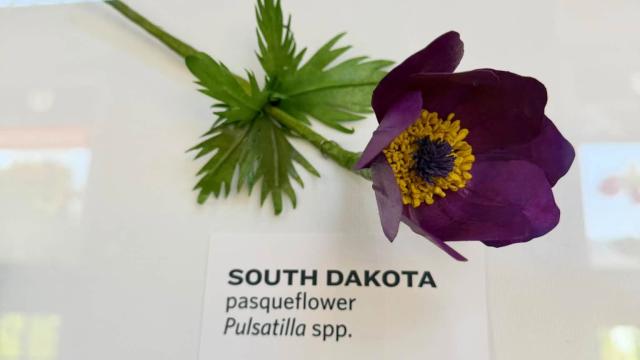 paper flower with a South Dakota label below
