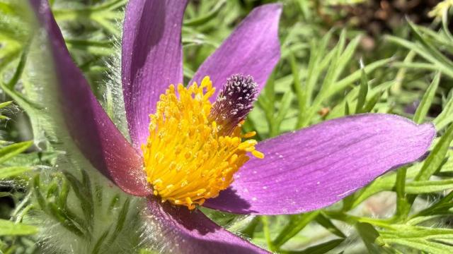 flower up close