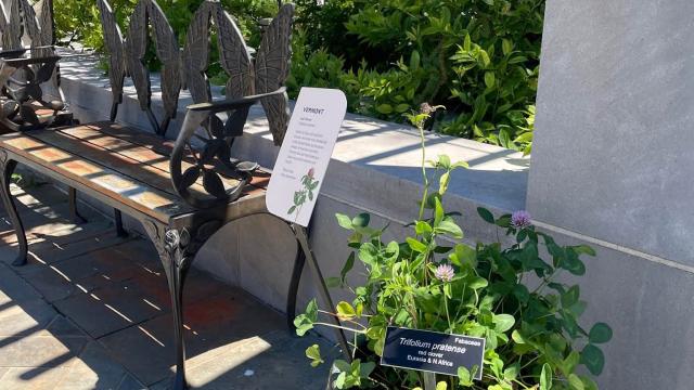 view of the full plant next to a bench