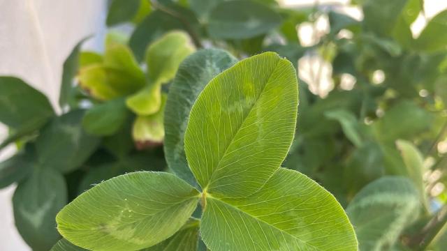leaf detail