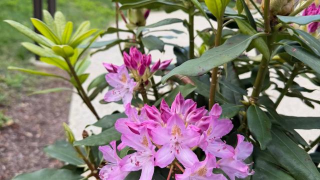 pink flowers and plant