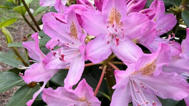pink flowers