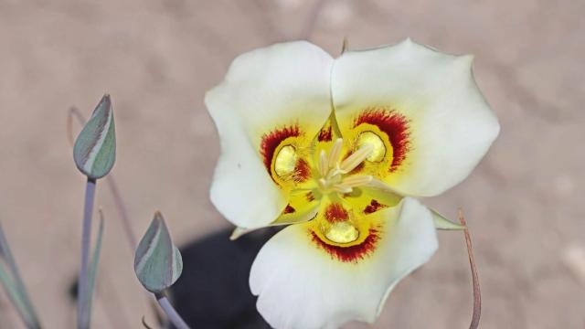 flower up close
