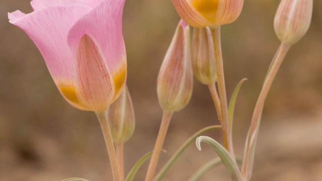 two flowers