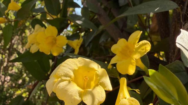 yellow flowers