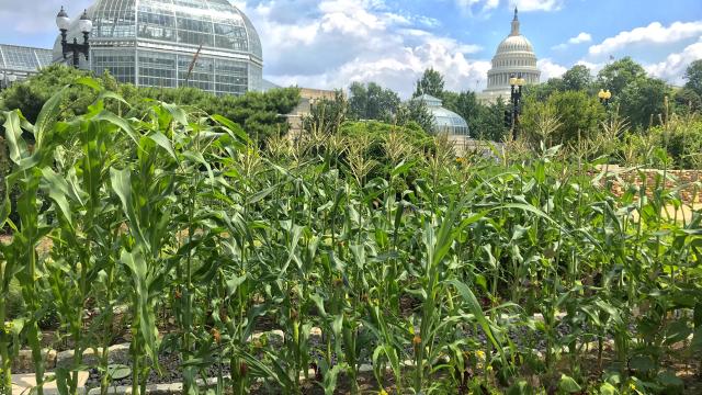 Spider plant - Gardening at USask - College of Agriculture and Bioresources