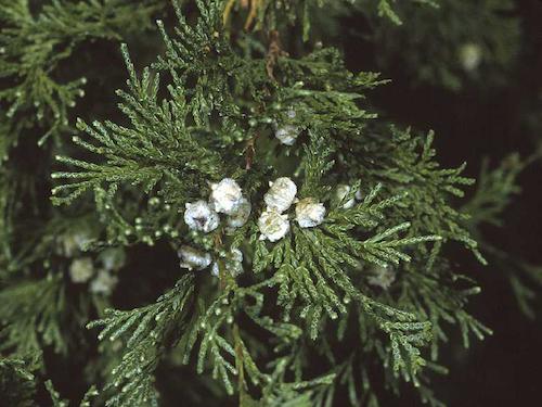 chamaecyparis thyoides l. britton cropped.jpg