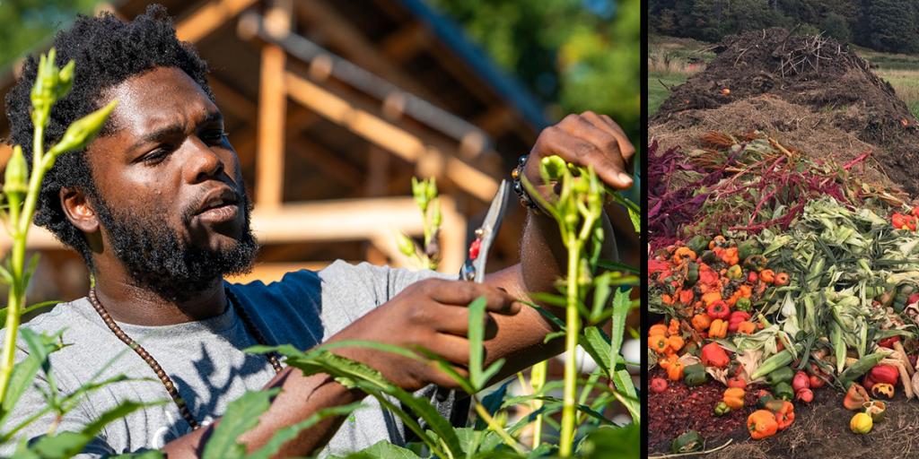 a young man trims a plant on left, tomatoes grow in a garden on the right