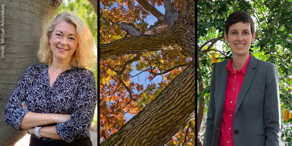 A woman stands against a tree with arms crossed (on left), a vertical look up into a tree crown in the middle, and a woman smiles at the camera on the right