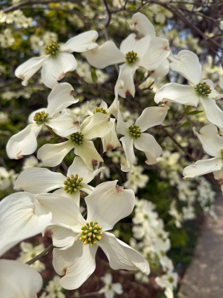 flowers up close