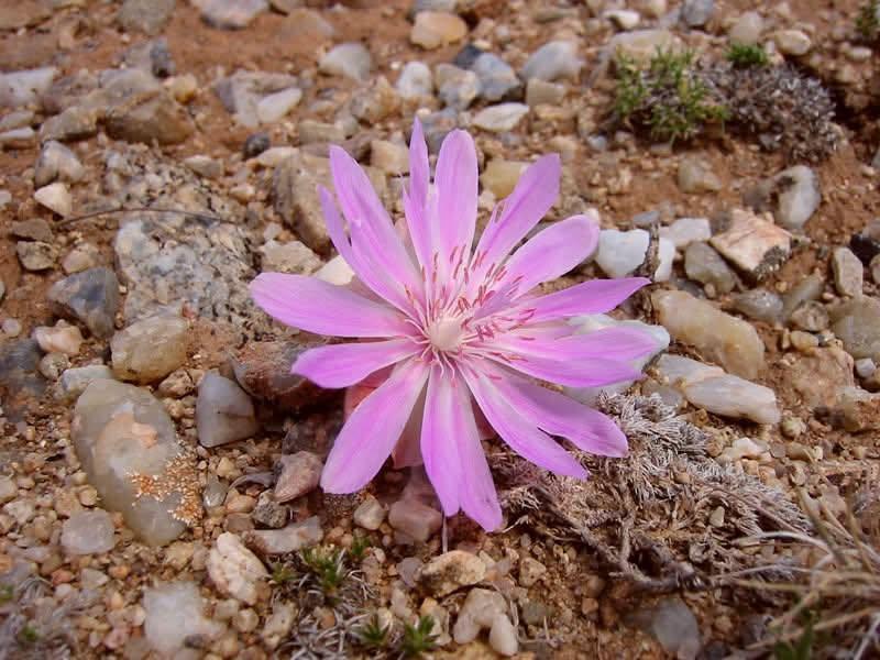 pink flower up close