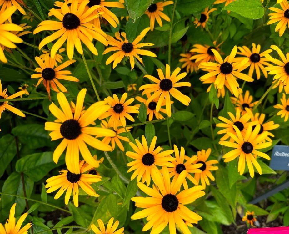 many yellow flowers with dark black-brown centers