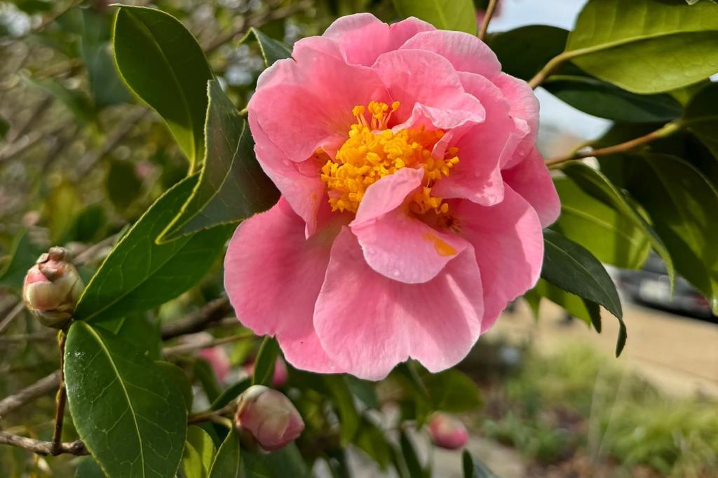 pink blossom up close