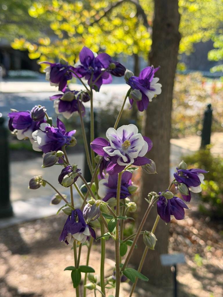 purple flowers