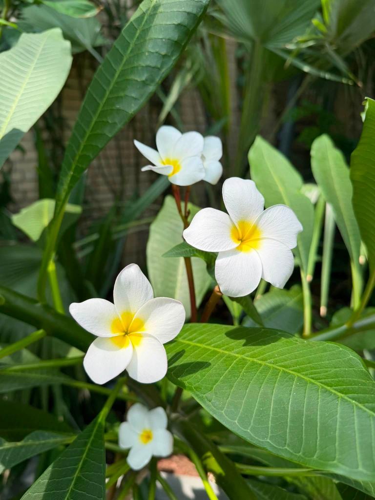 white flowers and green leaves