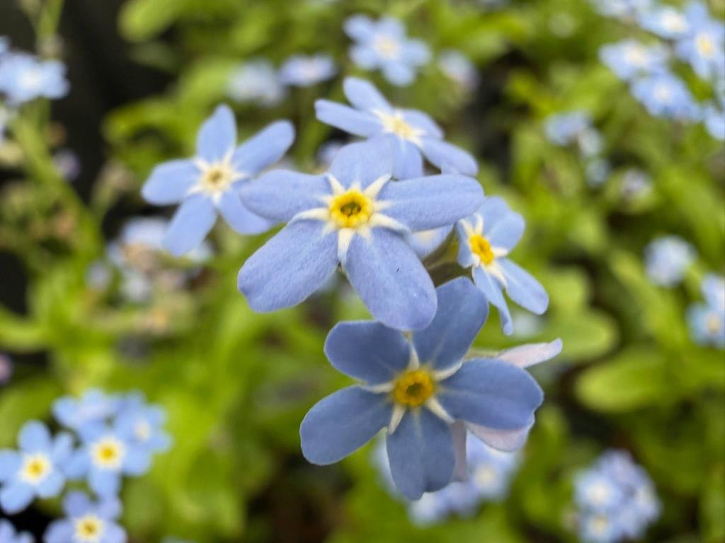 blue blossoms up close