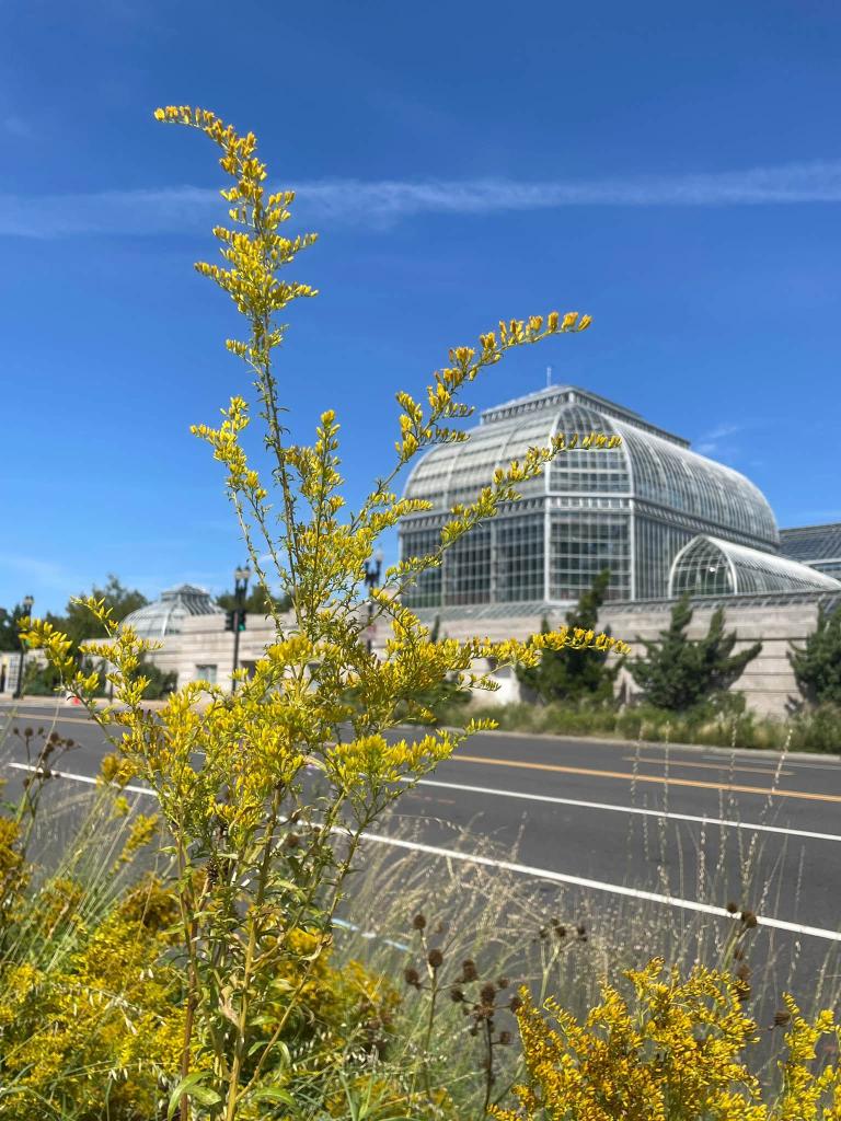 yellow flowers with blue sky above