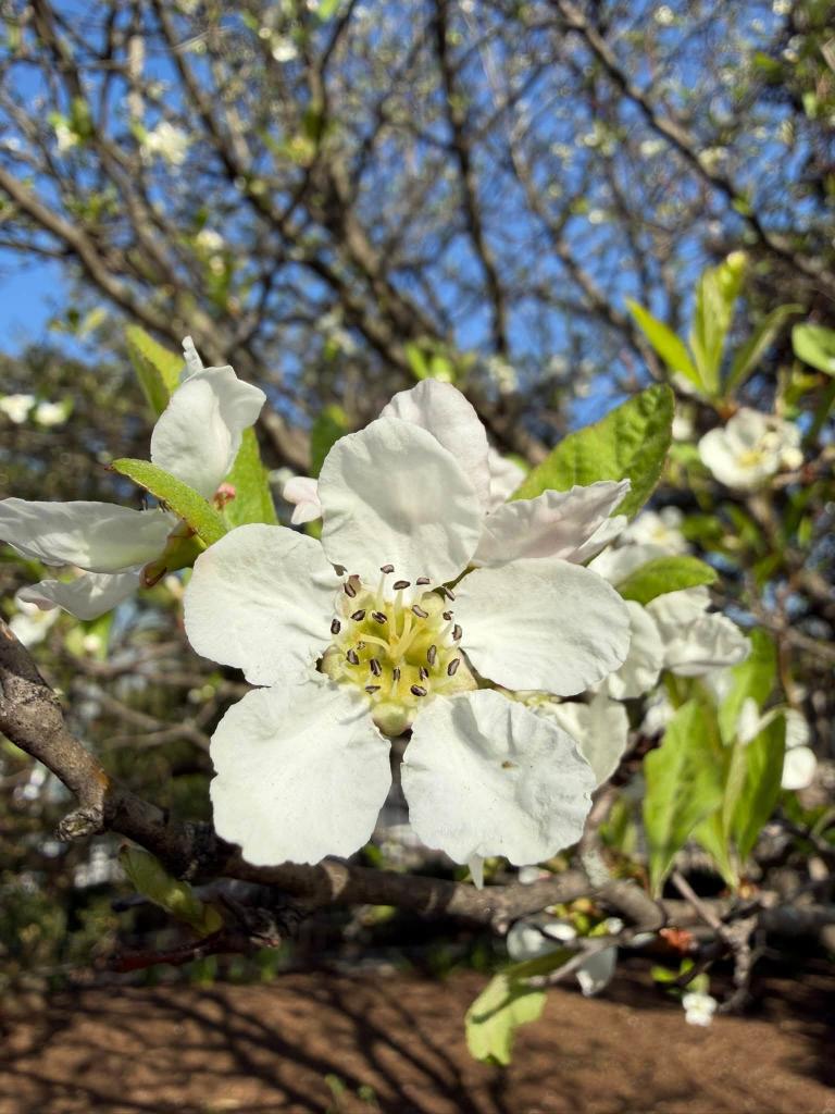 white flower up close