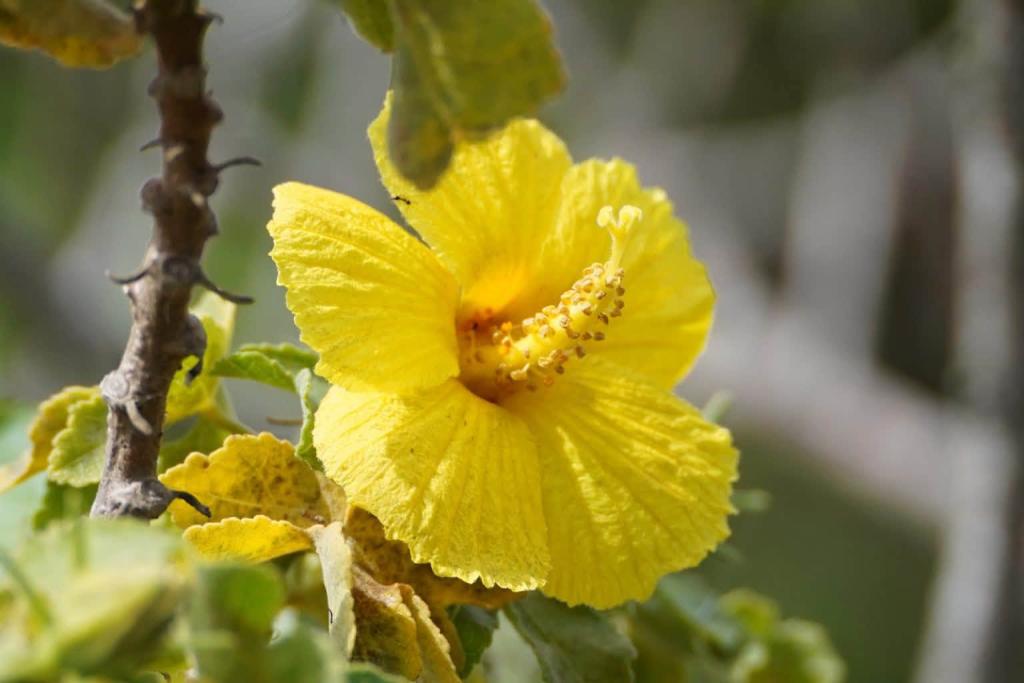 yellow flower