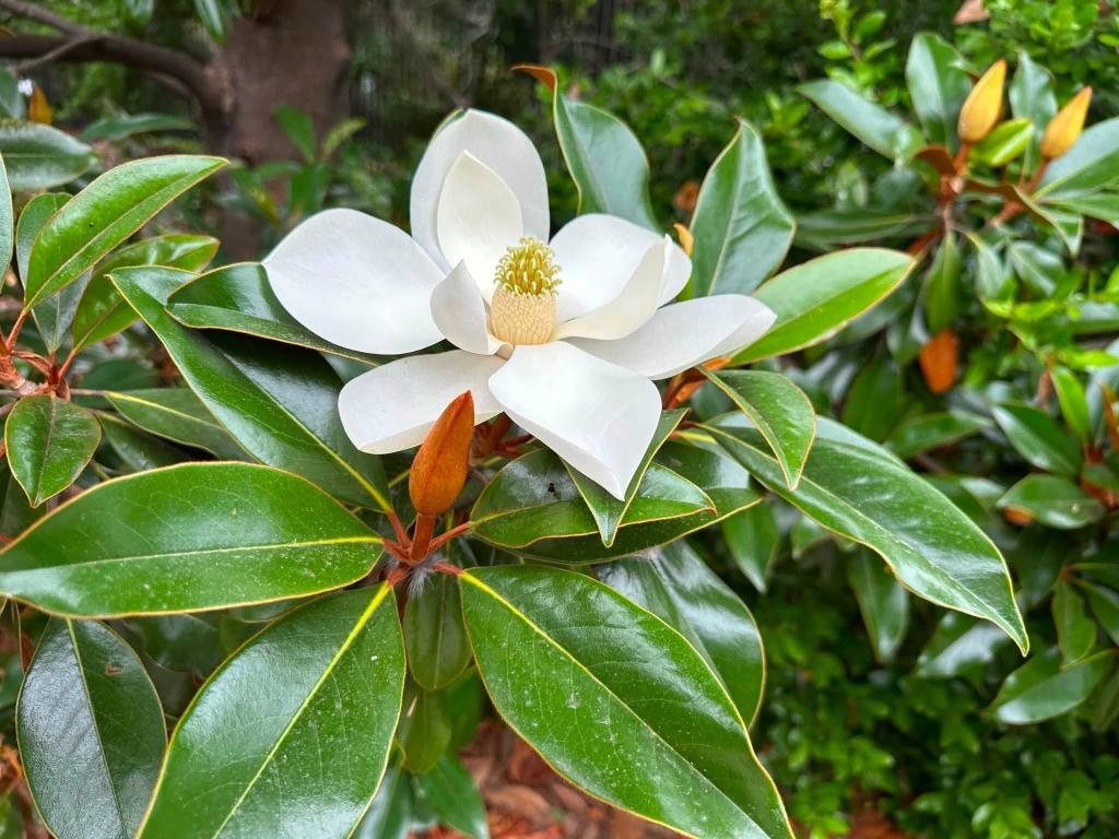 white flower