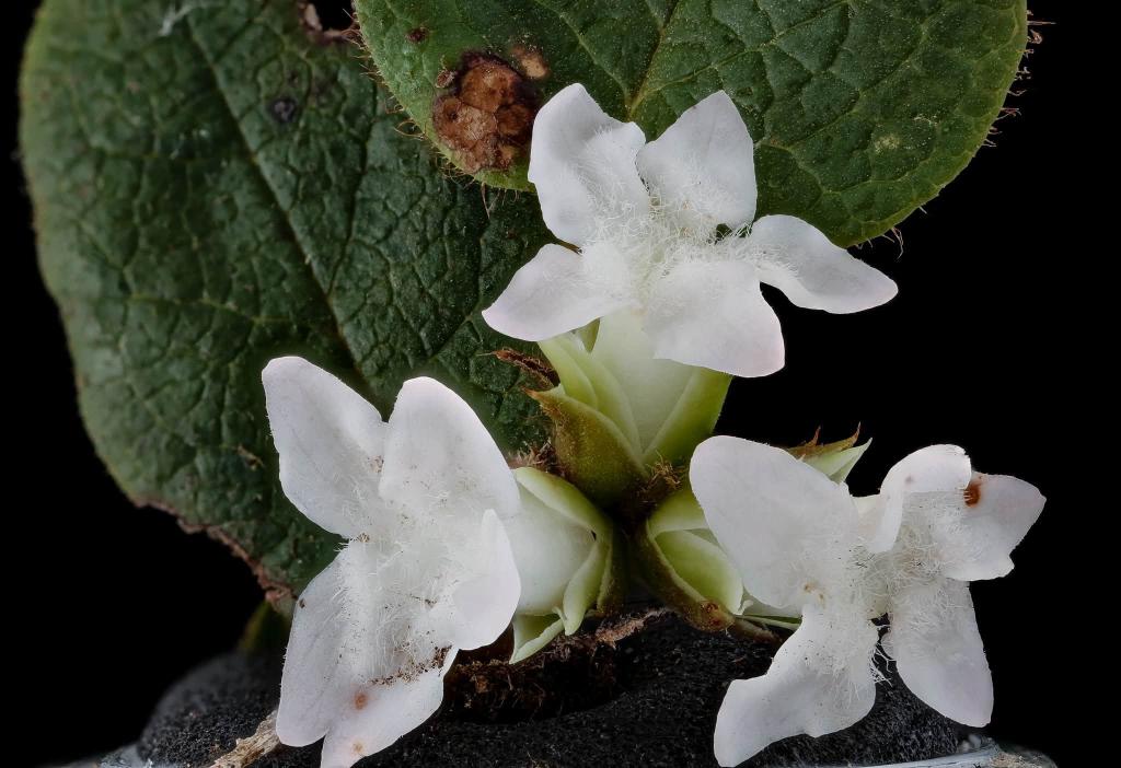 white flowers