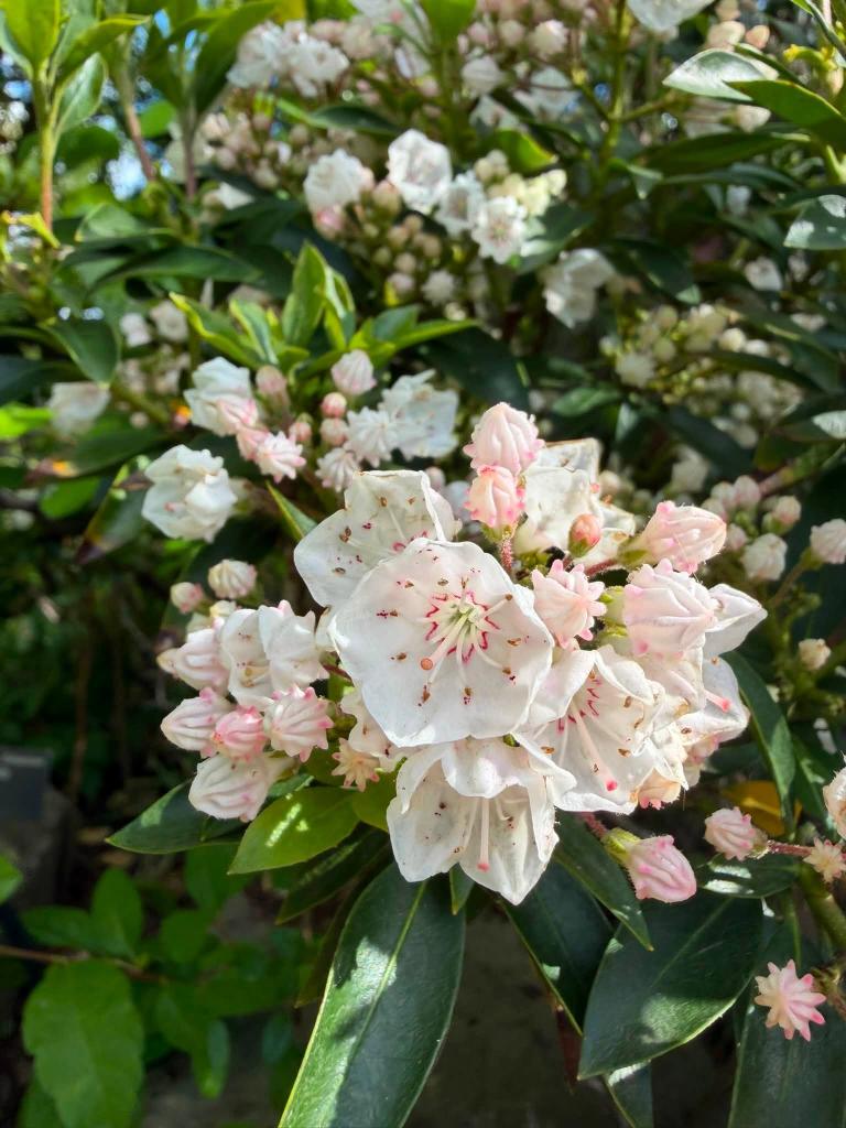 bunch of blossoms