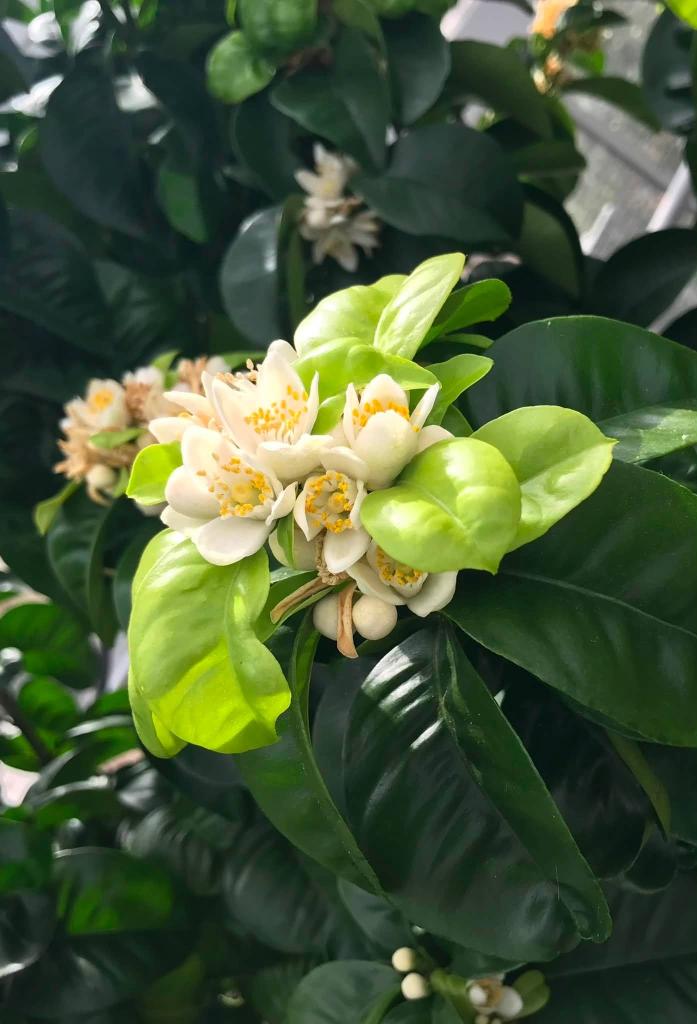 blossoms