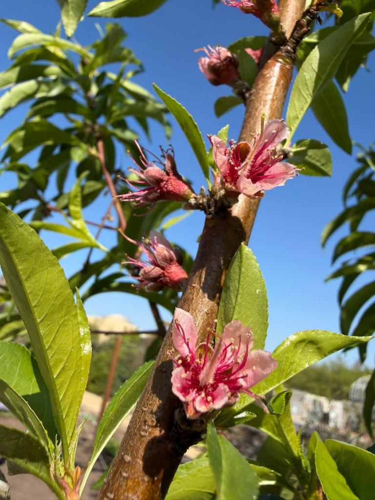 pink blossoms