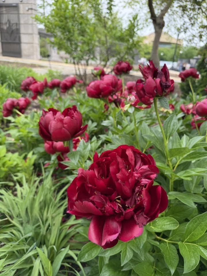 red flowers