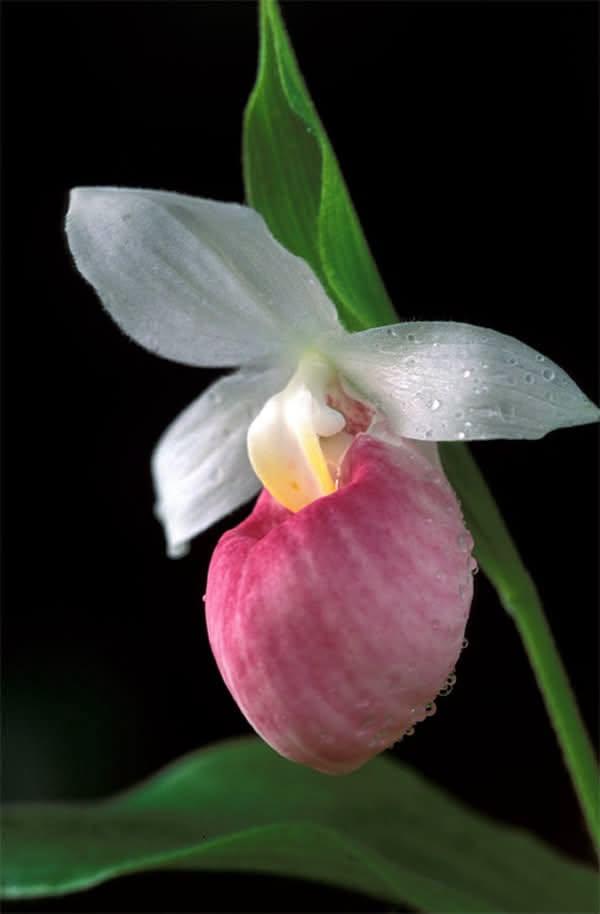 a single flower up close