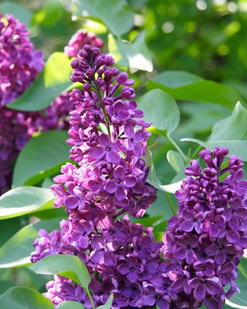 purple flowers