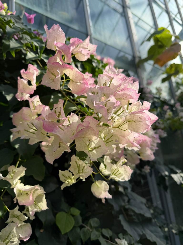flowers up close