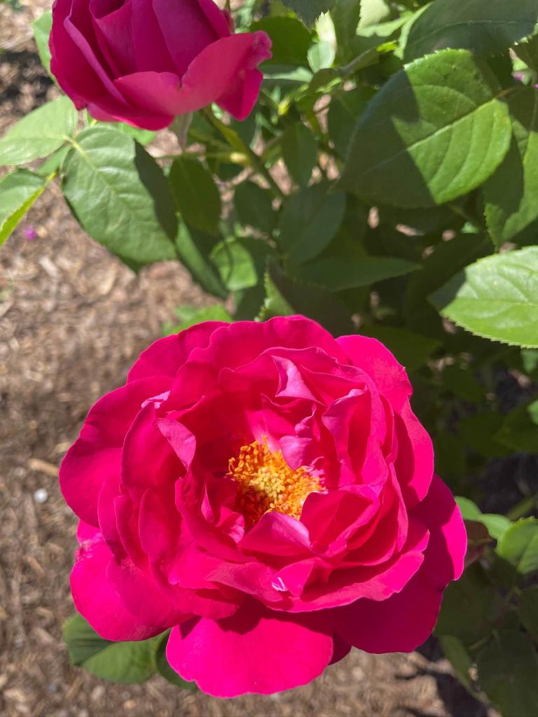 pink flower up close