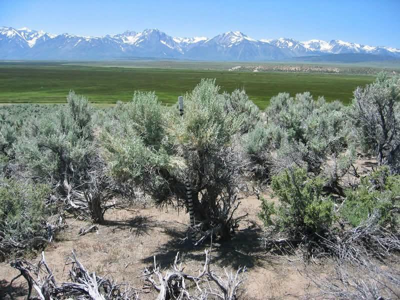 view of sagebrush with mountains in the background