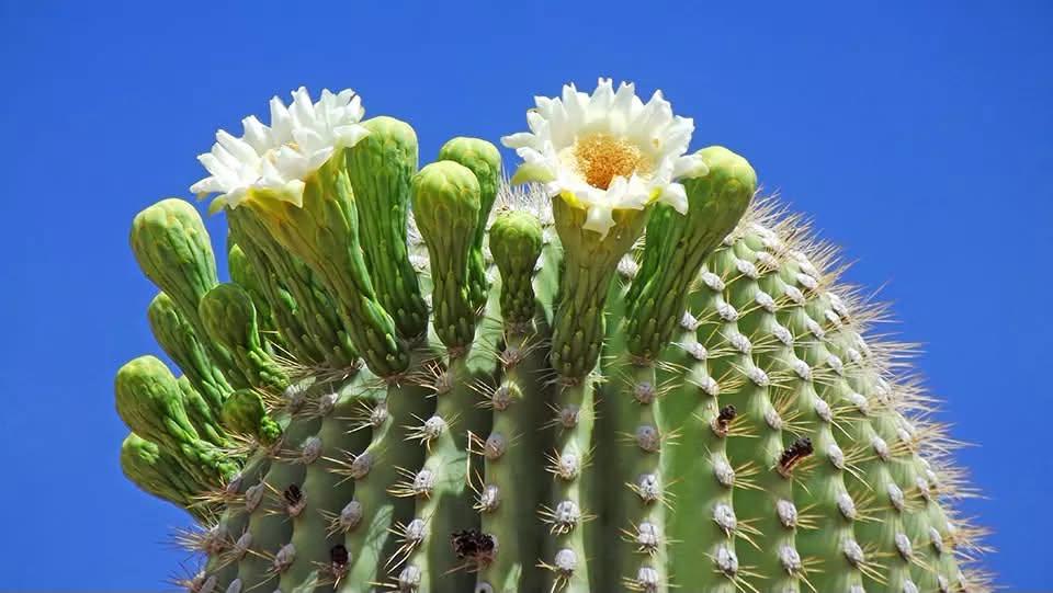 two blossoms and blue sky
