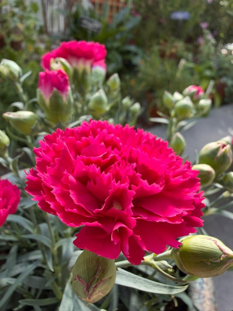 red flower up close