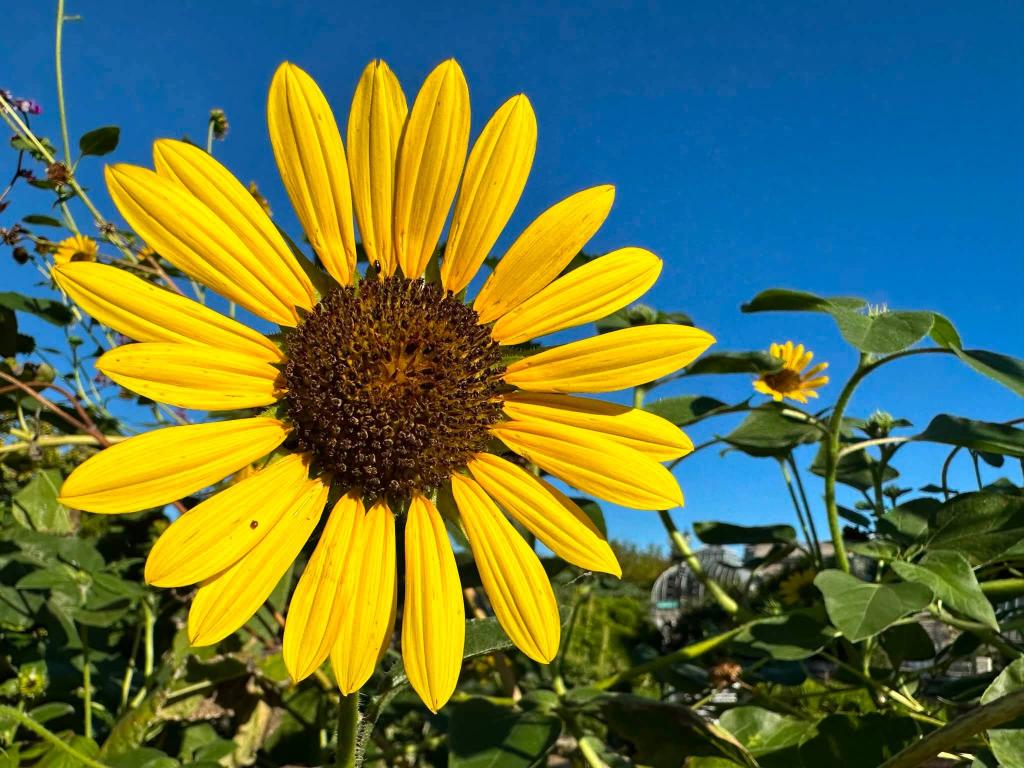 large yellow flower