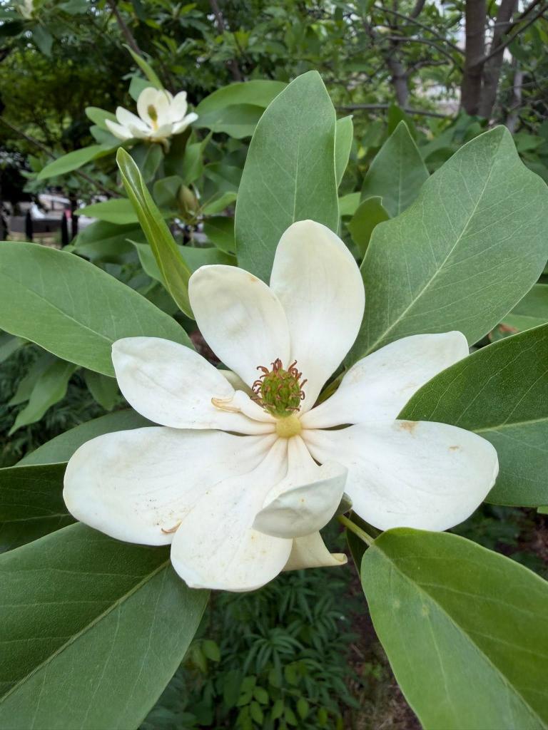 blossom up close