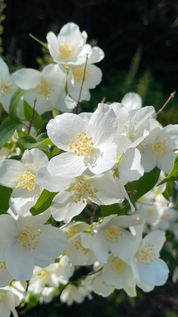 white blossoms up close