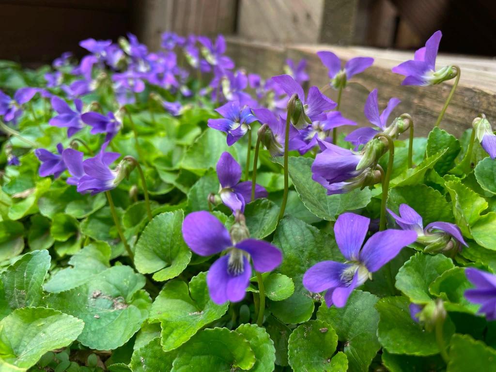 purple flowers