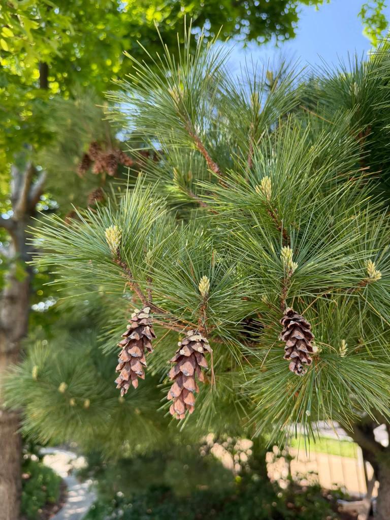 close up of tree