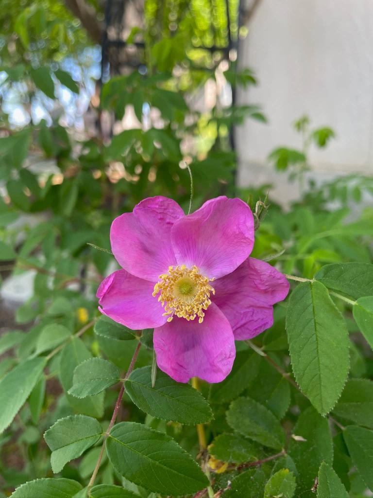 pink flower