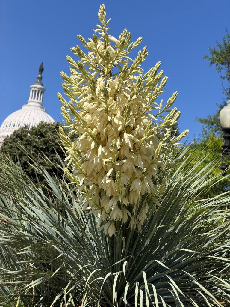 flower up close with the U.S. Capitol Dome behind